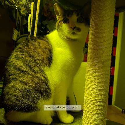 Photo 1/1 Merlin Chat perdu à Marseille