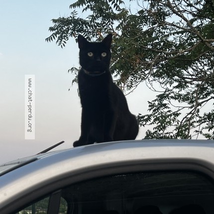 Photo de chat perdu à Douzillac