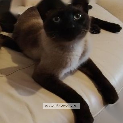 Photo de chat perdu à Saint Etienne