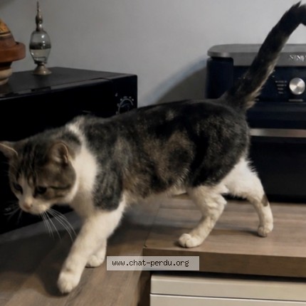 Photo de chat perdu à Cergy