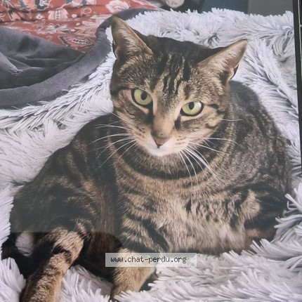 Photo de chat perdu à Dijon
