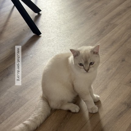 Photo 1/1 Miete Chat perdu à Toulouse