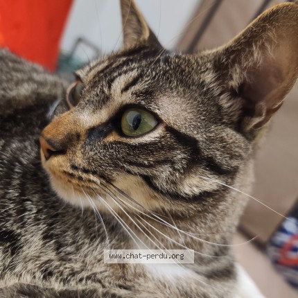 Photo de chat perdu à Mondeville