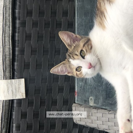 Photo de chat perdu à Langoiran