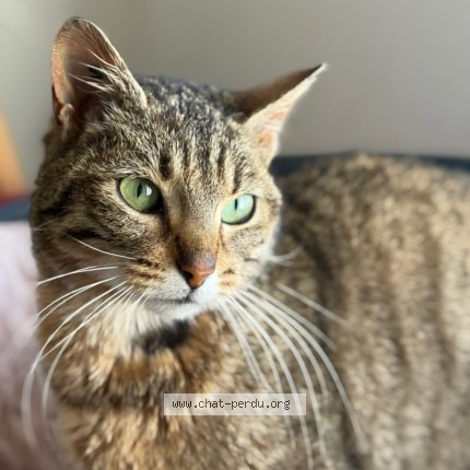 Photo de chat perdu à Polliat