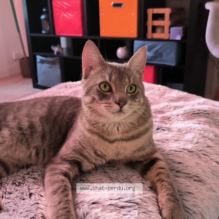 Photo de chat perdu à Reze