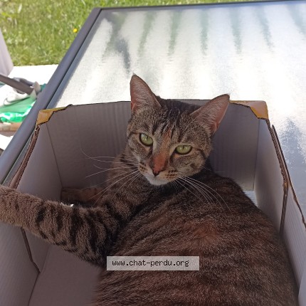 Photo de chat perdu à Guenange