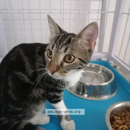 Photo de chat trouvé à Montauban