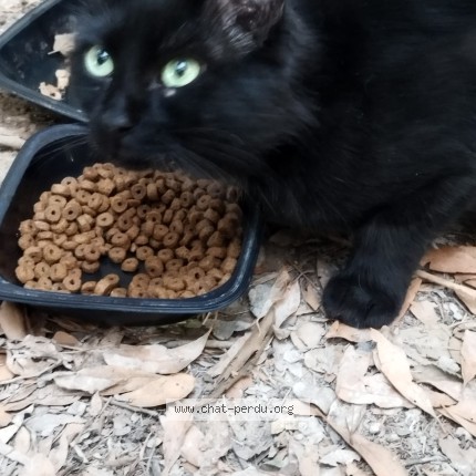 Photo 1/1 Chat trouvé Trouvé à Montpellier