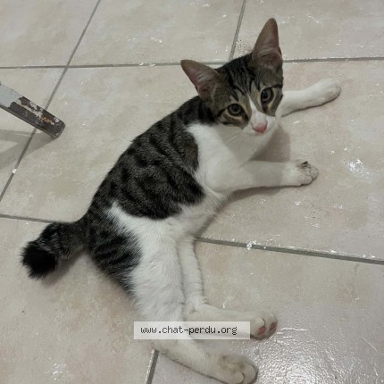 Photo 1/1 Chat trouvé Trouvé à Perpignan