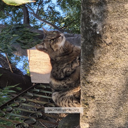 Photo de chat trouvé à Nice