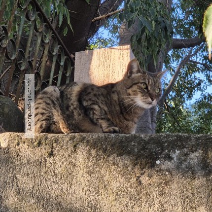 Photo 1/1 Chat trouvé Trouvé à Nice