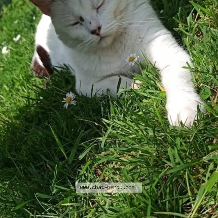 Photo 1/1 Akemi Chat perdu à Saint Mathurin Sur Loire