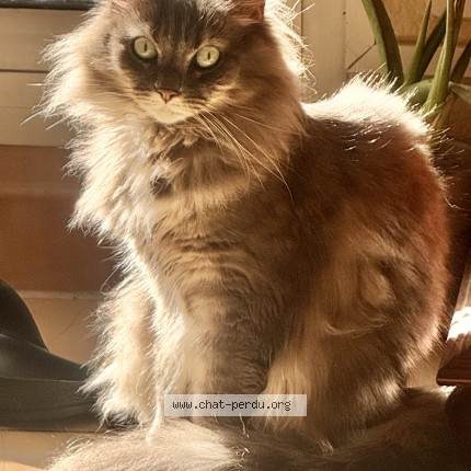 Photo de chat perdu à Marseille