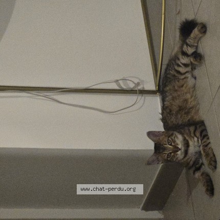 Photo 1/1 Chat trouvé Trouvé à Toulouse