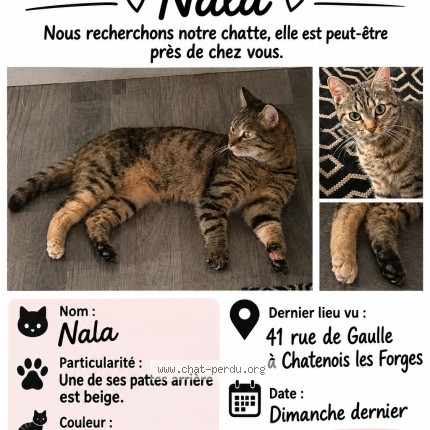 Photo 1/1 Nala Chat perdu à Chatenois Les Forges
