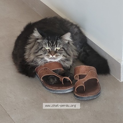 Photo 1/1 Chat retrouvé Perdu à Roubaix