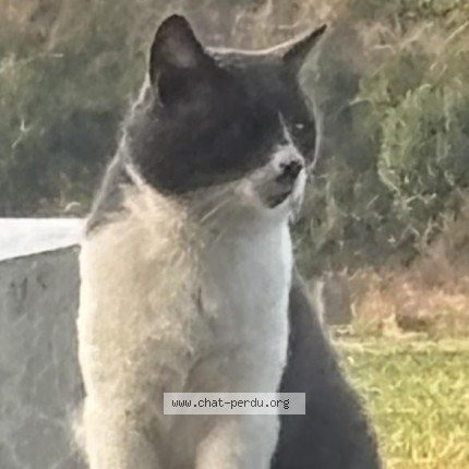 Photo 1/1 Chat trouvé Trouvé à Bully Les Mines