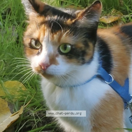 Photo 1/1 Lili Chat perdu à Lussan