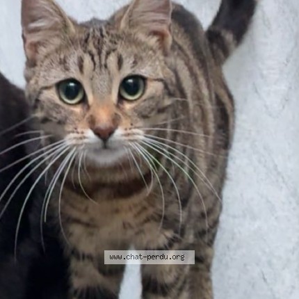 Photo 1/1 Nala Chat perdu à Roubaix