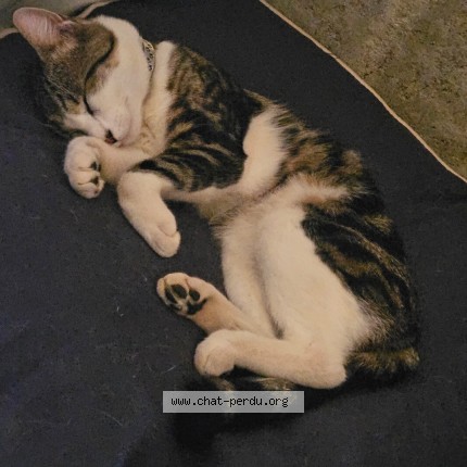 Photo de chat perdu à Le Chevain