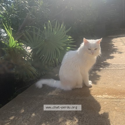 Photo de chat perdu à La Ciotat