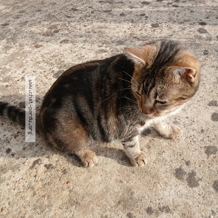 Photo 1/1 maline Chat perdu à Vibraye