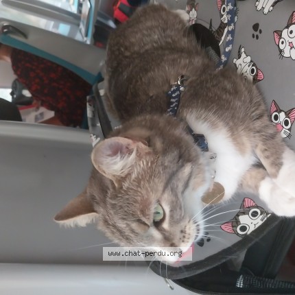 Photo 1/1 kitty Chat perdu à Paris