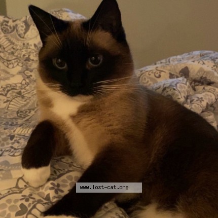 Photo 2/4 Mina Chat perdu à Amherstburg