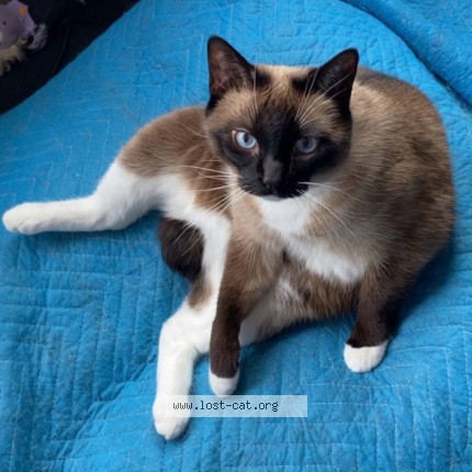 Photo 4/4 Mina Chat perdu à Amherstburg