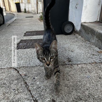 Photo de chat trouvé à Poitiers