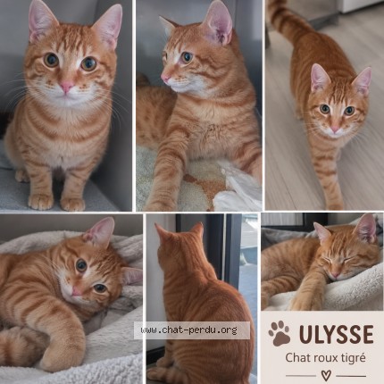 Photo 1/1 Ulysse Chat perdu à Angers