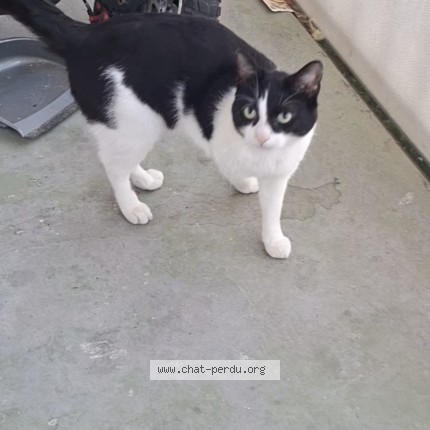 Photo 1/1 Chat trouvé Trouvé à Avignon