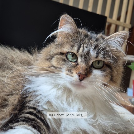 Photo de chat perdu à Saint Andre D Hebertot