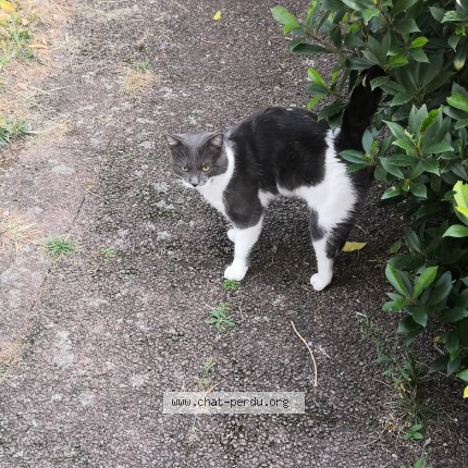 Photo 1/1 Chat trouvé Trouvé à Schiltigheim