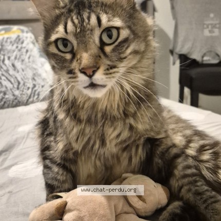Photo de chat perdu à Avignon