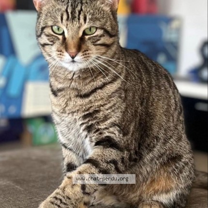 Photo de chat perdu à Martigues
