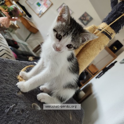 Photo 1/1 Chat trouvé Trouvé à Gaillac