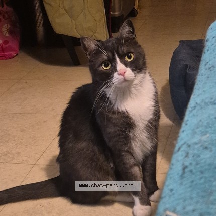 Photo de chat perdu à Sarcelles