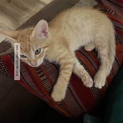 Photo 1/1 homere Chat perdu à Toulouse