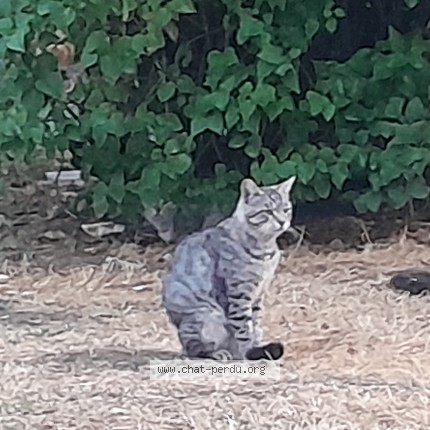 Photo de chat trouvé à Sevran