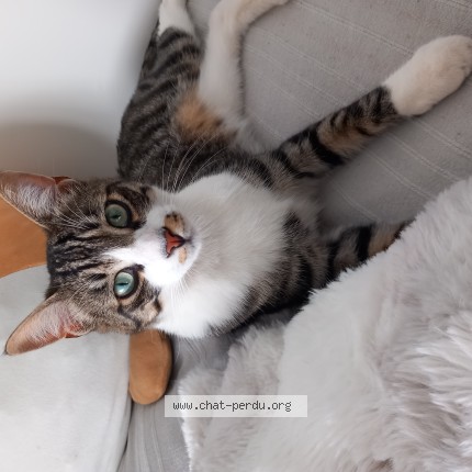 Photo de chat perdu à Cabannes