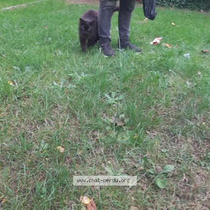 Photo de chat trouvé à Sevran