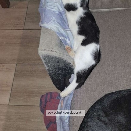 Photo de chat perdu à Saint Etienne