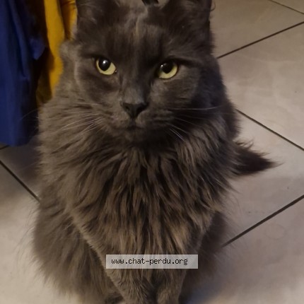 Photo 1/1 Luffy Chat perdu à Martigny