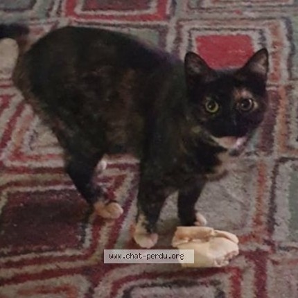 Photo de chat perdu à Charleville Mezieres