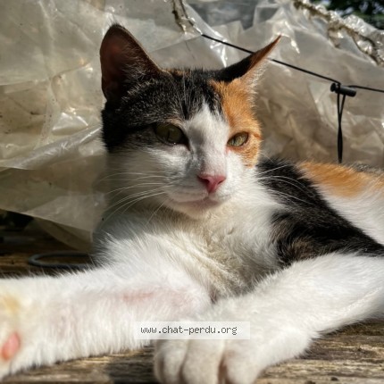 Photo de chat perdu à Fontgombault