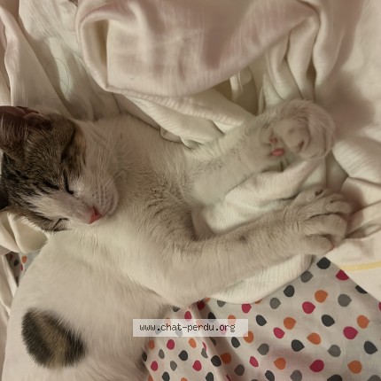 Photo de chat trouvé à Carros