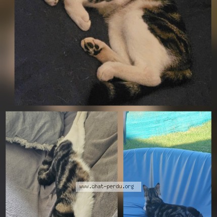 Photo de chat perdu à Le Chevain