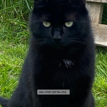 Photo de chat perdu à Moliens